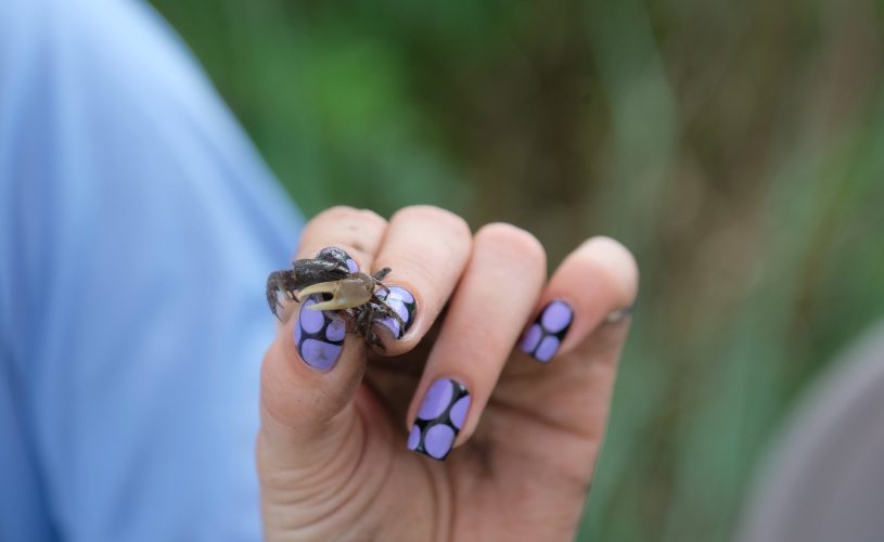 32662Join Our Natural Areas Team and Look for Fiddler Crabs!