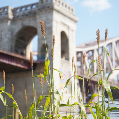 Sorghum Saturday - Urban Farm Open Hours
